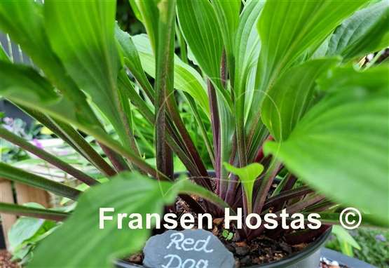 Hosta Red Dog