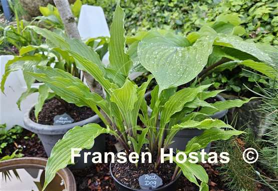 Hosta Red Dog
