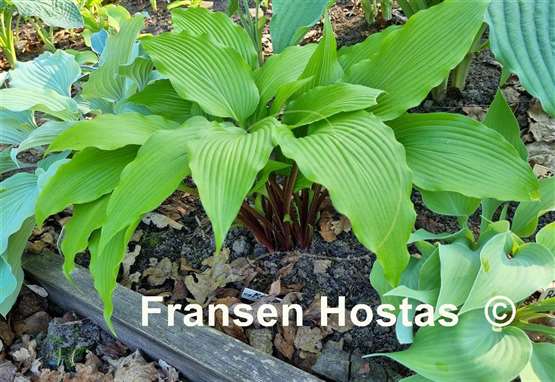 Hosta Red Dragon