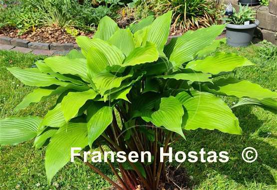 Hosta Red Dragon