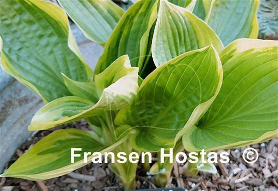 Hosta Red Hot Poker