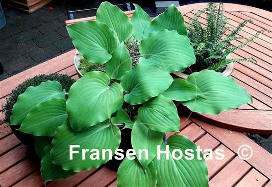 Hosta Red Imp