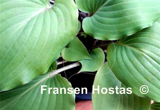 Hosta Red Imp