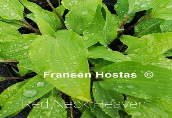 Hosta Red Neck Heaven