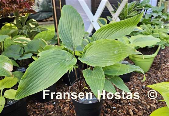 Hosta Red October