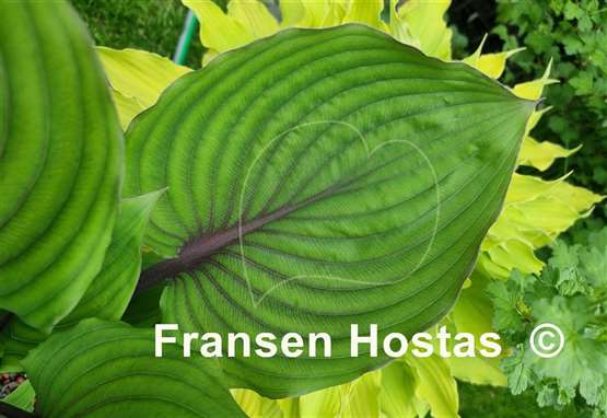 Hosta Red Racer