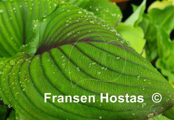 Hosta Red Racer