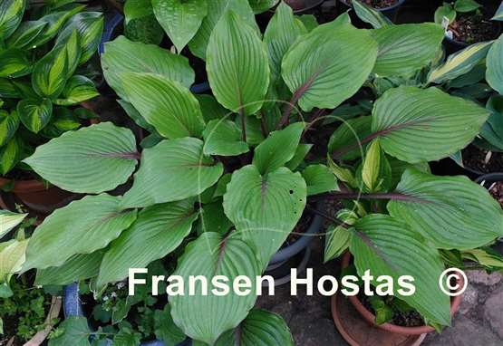 Hosta Red Racer