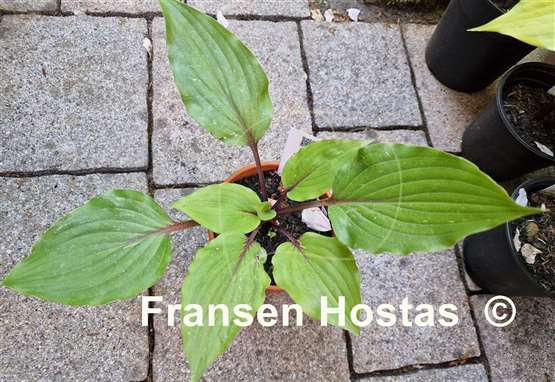 Hosta Red Racer