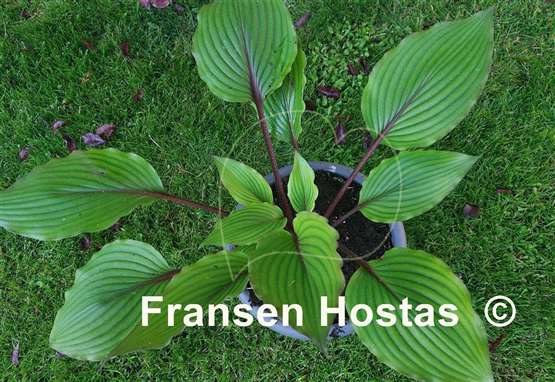Hosta Red Racer