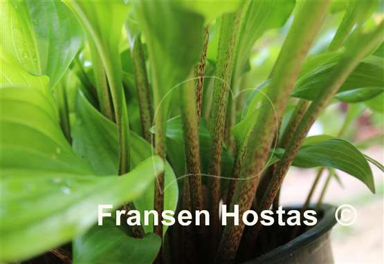 Hosta Red Salamander