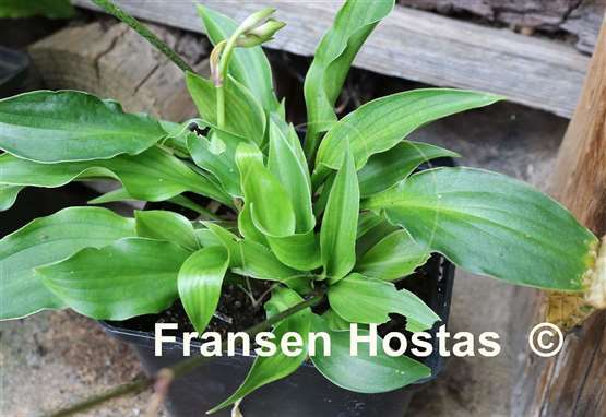 Hosta Red Salamander