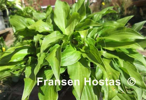 Hosta Red Salamander