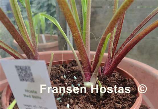 Hosta Red Stilts