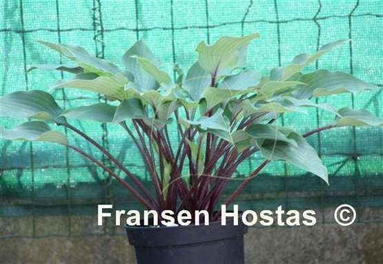 Hosta Red Titanium