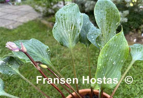Hosta Red Titanium