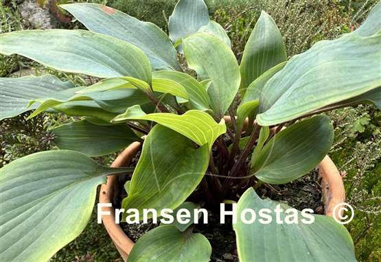 Hosta Red Titanium