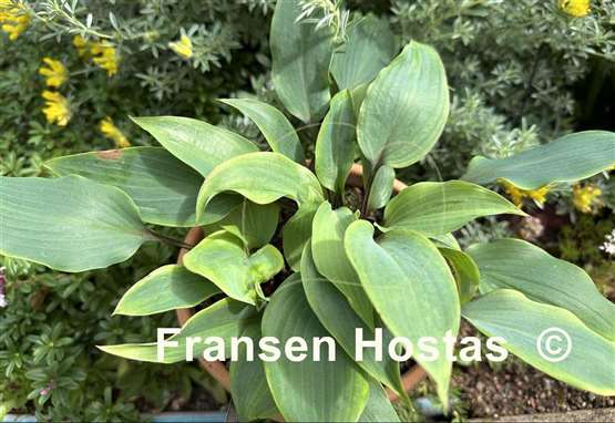 Hosta Red Titanium