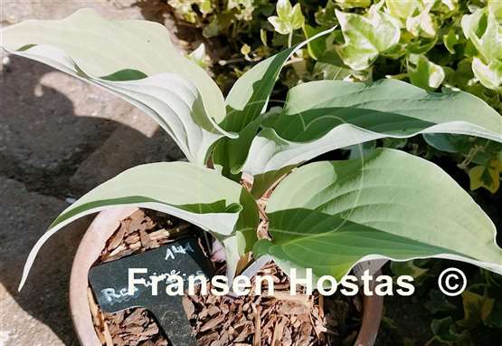 Hosta Red Wine Fries