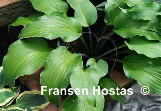 Hosta Red Wine Fries