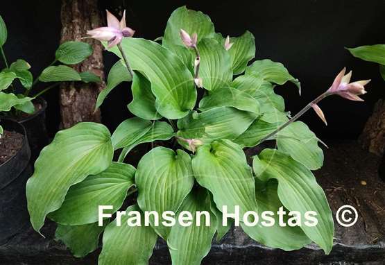 Hosta Red Wine Fries