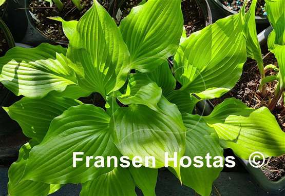 Hosta Red Wine Fries