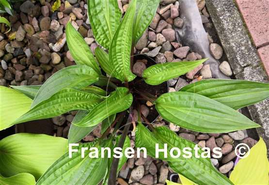 Hosta Red Zeppelin