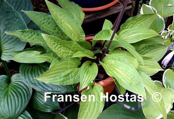 Hosta Red Zeppelin