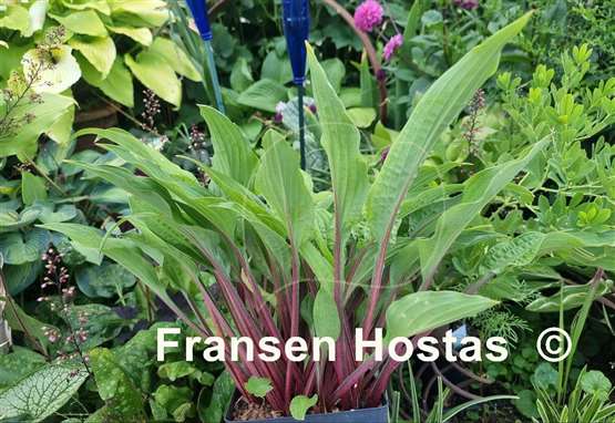 Hosta Red Zeppelin