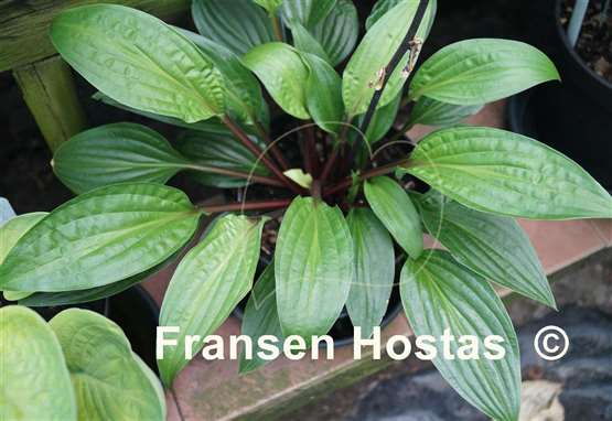 Hosta Red Zeppelin