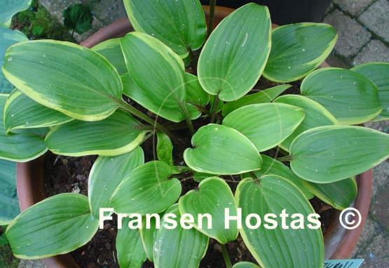 Hosta Red Alert