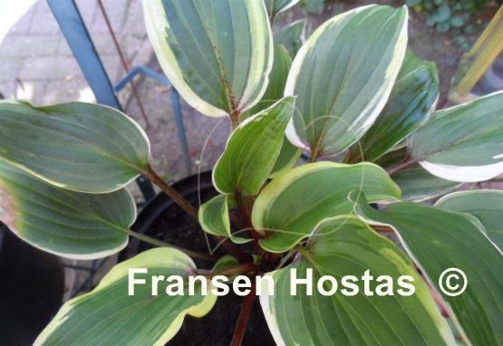 Hosta Red Alert