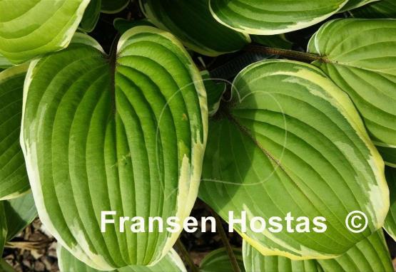 Hosta Red Alert