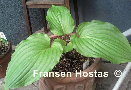Hosta Red Bull