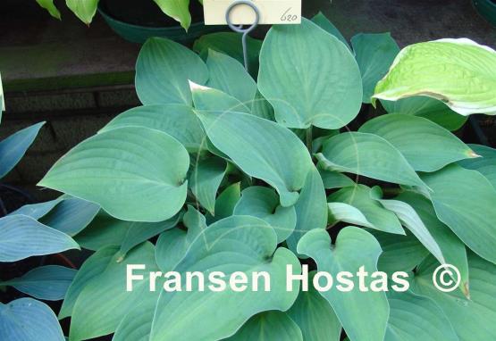 Hosta Red Cadet