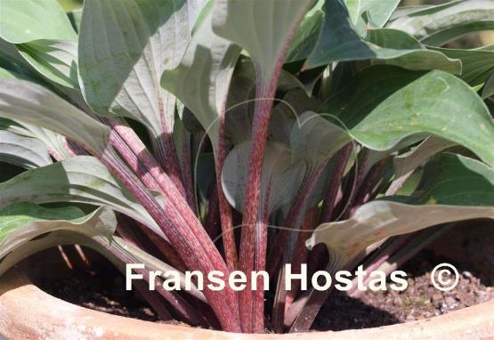 Hosta Red Cadet