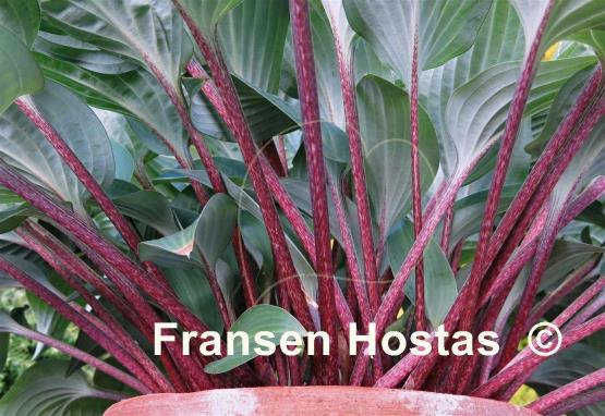 Hosta Red Cadet