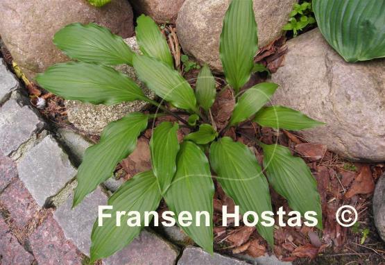 Hosta Red Dog