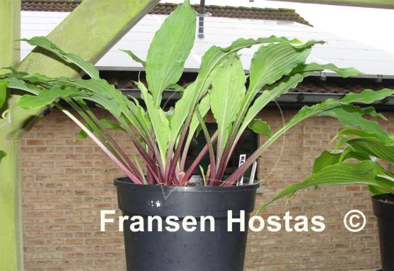 Hosta Red Dog