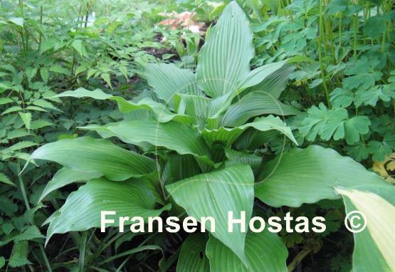 Hosta Red Dragon
