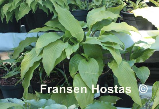 Hosta Red Dragon