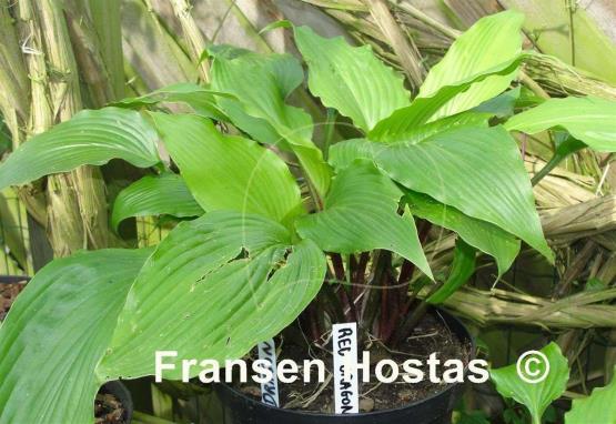 Hosta Red Dragon