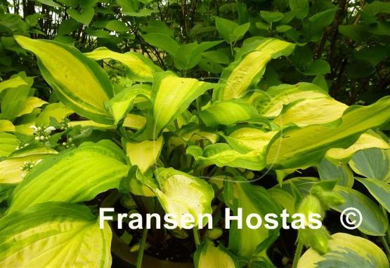 Hosta Red Hot Flash