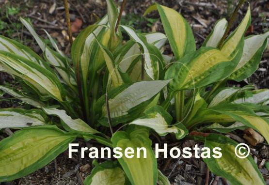 Hosta Red Hot Flash