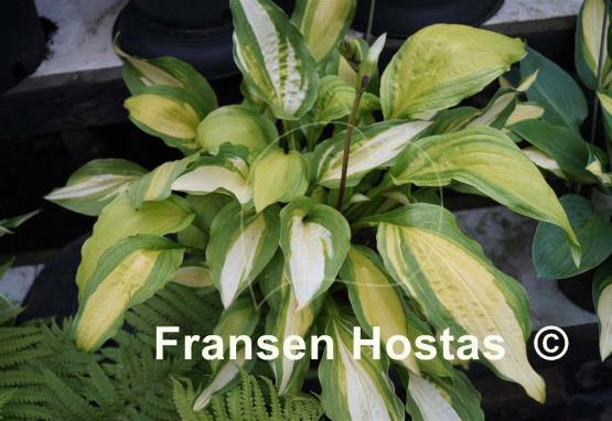 Hosta Red Hot Flash