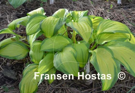 Hosta Red Hot Flash