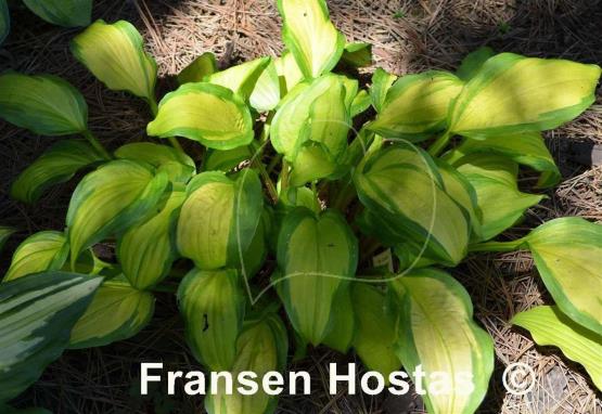 Hosta Red Hot Flash