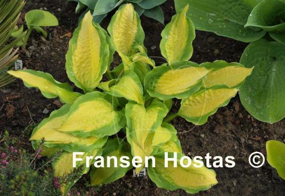 Hosta Red Hot Flash