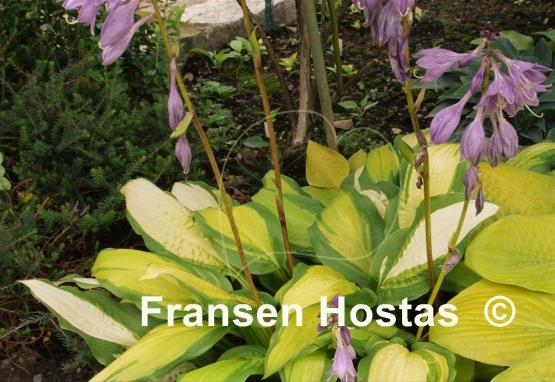Hosta Red Hot Flash