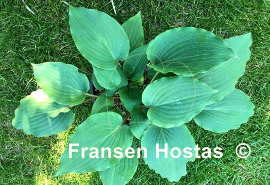 Hosta Red Imp